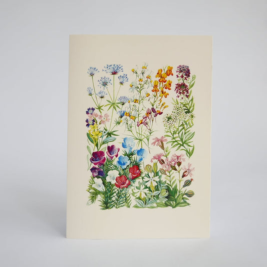 Snapdragon and Lobularia