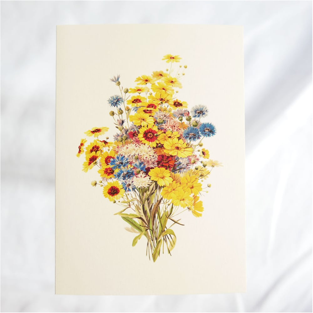 Coreopsis and Cornflower