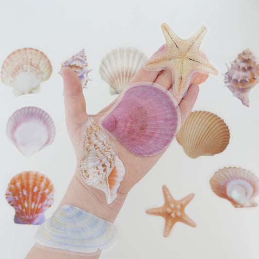 She Shells Sea Shells Stickers