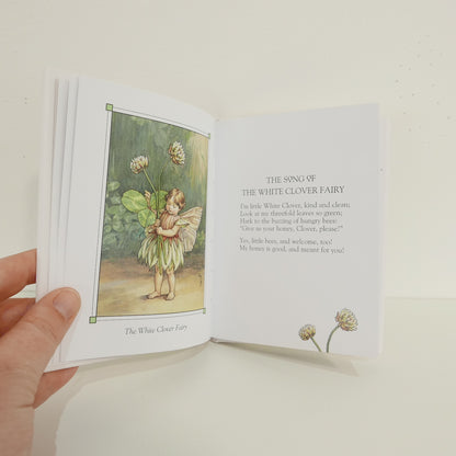 Flower Fairies of the Summer