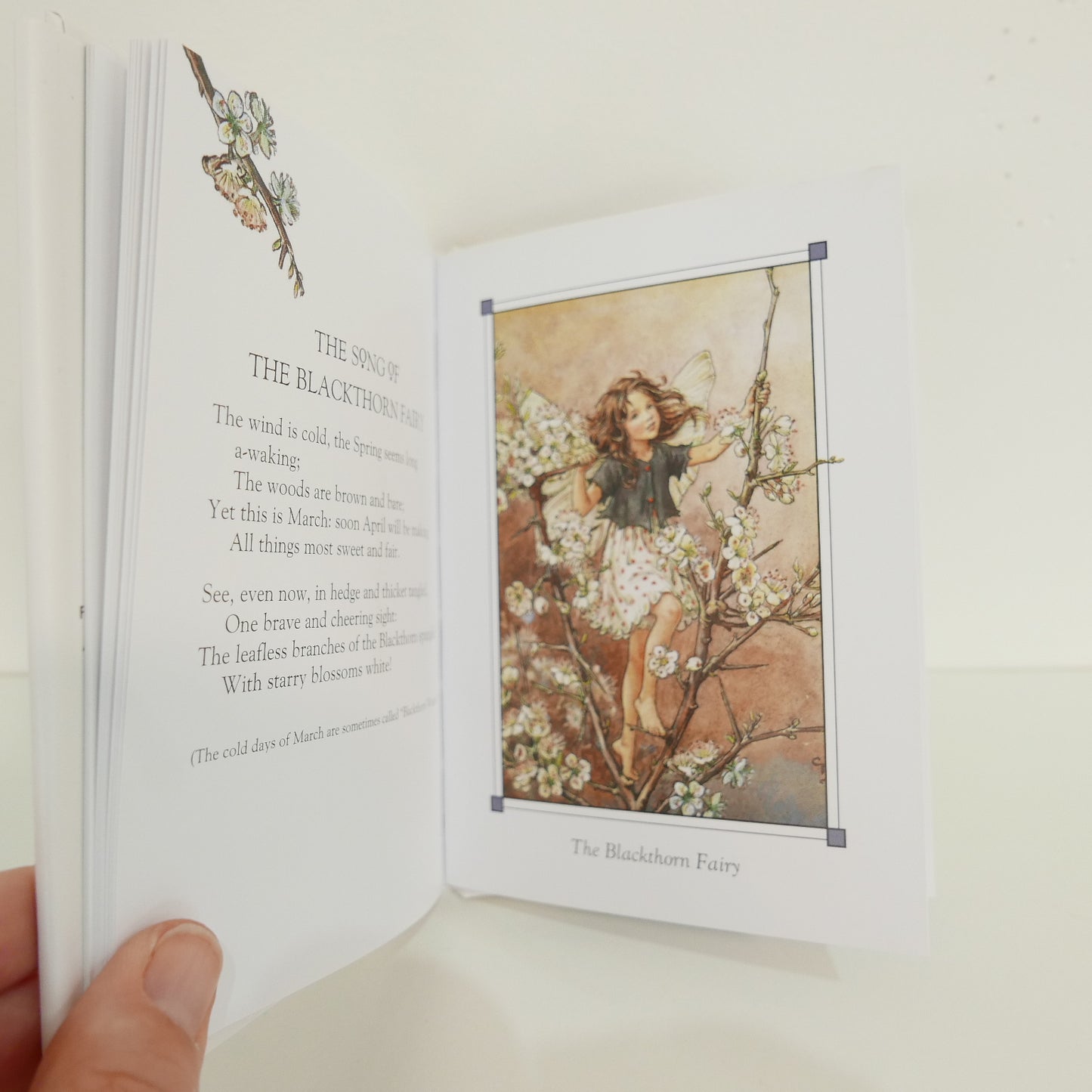 Flower Fairies of the Winter